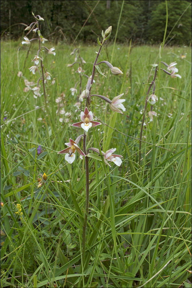 Image of Marsh Helleborine