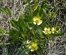 Слика од Ranunculus cardiophyllus Hook.