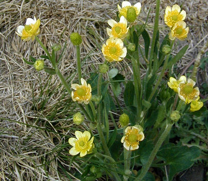 Слика од Ranunculus cardiophyllus Hook.