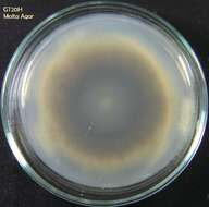 Pyrenochaeta的圖片