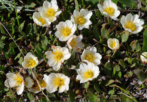 Imagem de <i>Dryas octopetala</i> var. <i>hookeriana</i>