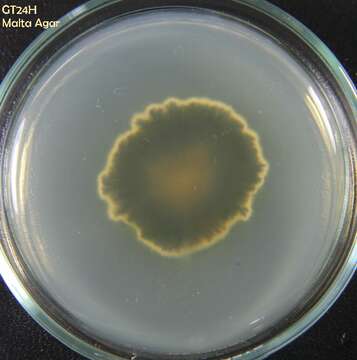 Pyrenochaeta的圖片