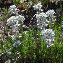 Sivun Smelowskia americana (Regel & Herder) Rydb. kuva