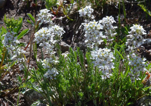 Image of American false candytuft