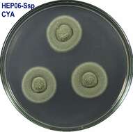 Image of Talaromyces