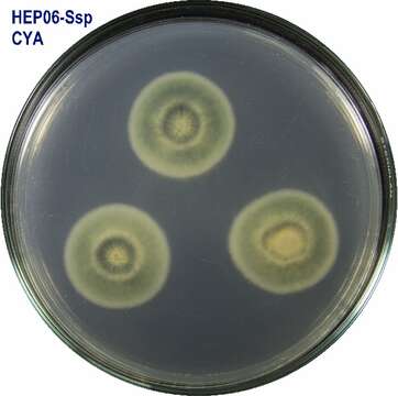 Image of Talaromyces