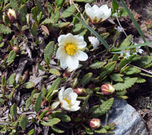 صورة <i>Dryas octopetala</i> var. <i>hookeriana</i>