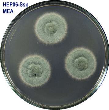 Image of Talaromyces