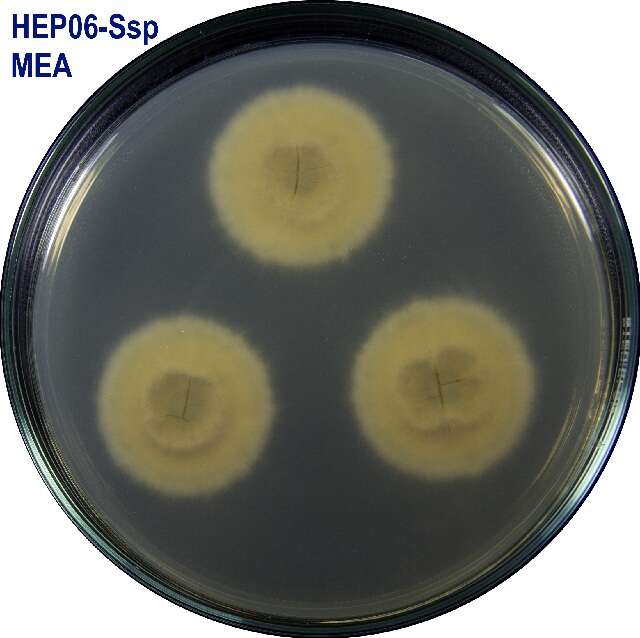 Image of Talaromyces