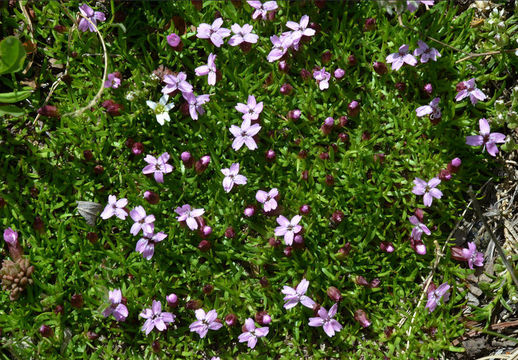 Image of moss campion