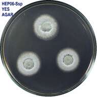 Image of Talaromyces