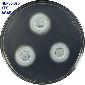 Image of Talaromyces