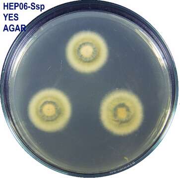 Image of Talaromyces