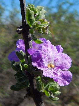 Imagem de Citharexylum flabellifolium S. Watson