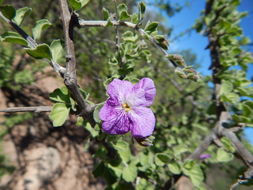 Citharexylum flabellifolium S. Watson的圖片