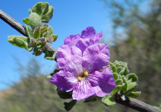 Citharexylum flabellifolium S. Watson的圖片