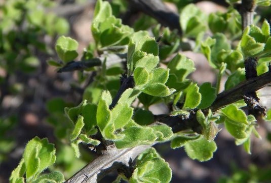 Image de Citharexylum flabellifolium S. Watson