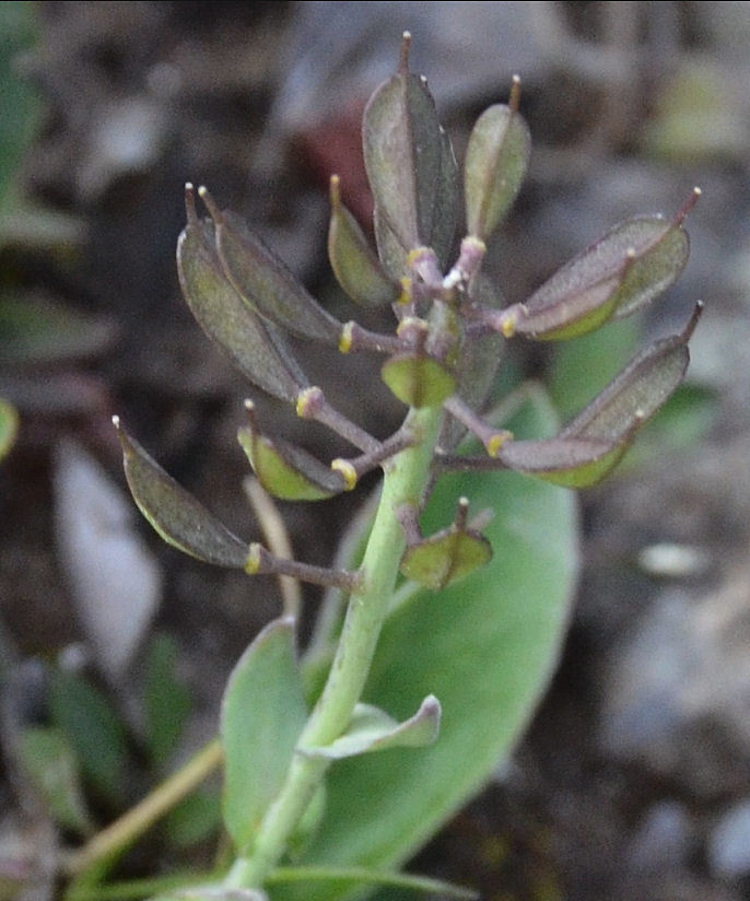 صورة Noccaea fendleri subsp. glauca (A. Nelson) Al-Shehbaz & M. Koch