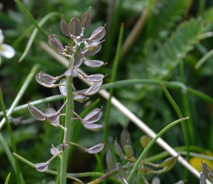 Image of alpine pennycress