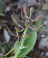 Image of Noccaea coloradensis (Rydb.) Holub