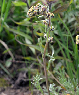 Image of alpine sagebrush