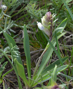 Image de Chionophila jamesii Benth.