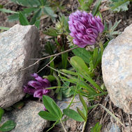 Imagem de Trifolium parryi A. Gray