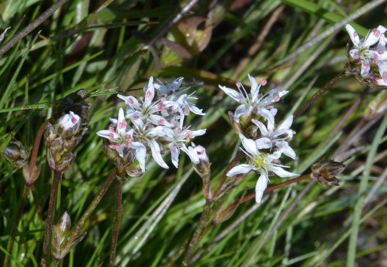 Image of Ballhead Sandwort