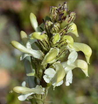 Image de Pedicularis parryi A. Gray