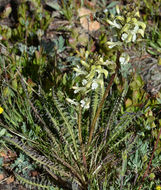 Image of parry pedicularis