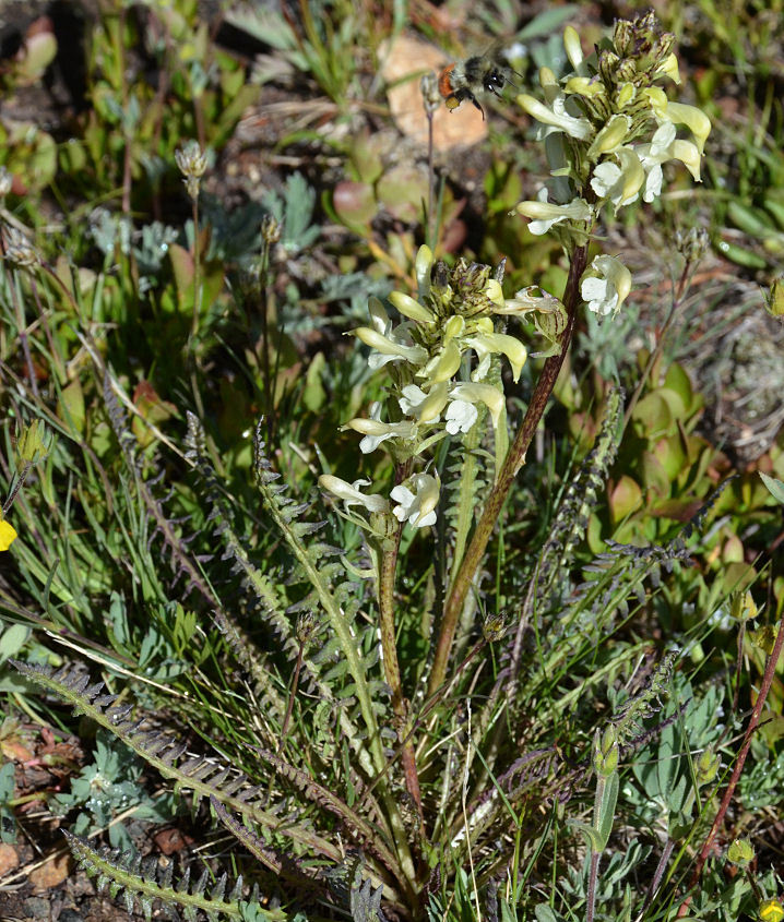 Image de Pedicularis parryi A. Gray