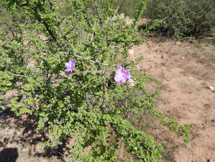 Citharexylum flabellifolium S. Watson的圖片