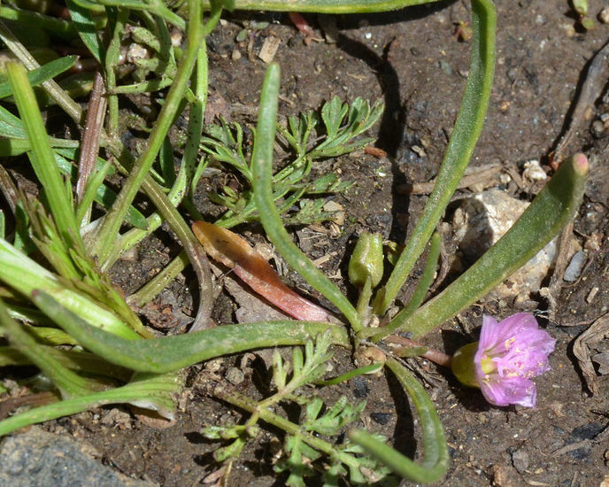 Image de Lewisia pygmaea (Gray) B. L. Rob.