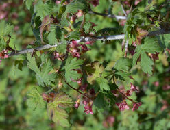 Ribes montigenum Mc Clatchie resmi