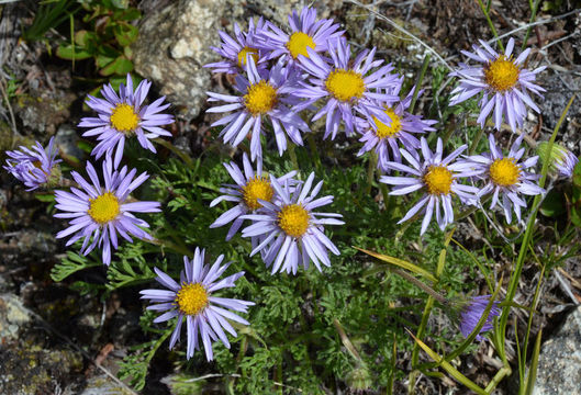 Слика од Erigeron pinnatisectus (A. Gray) A. Nels.