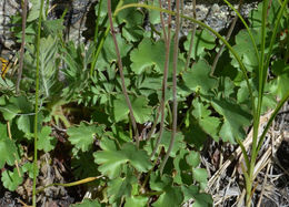 Image of littleleaf alumroot