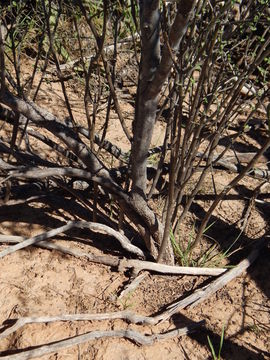 Citharexylum flabellifolium S. Watson的圖片