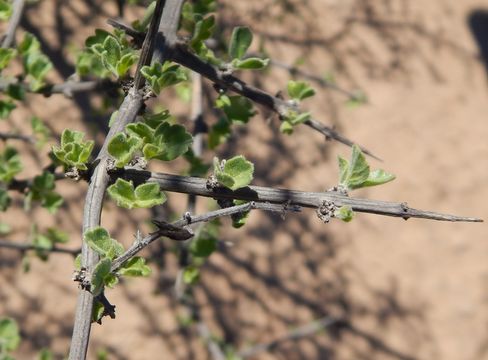 صورة Citharexylum flabellifolium S. Watson