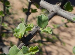 Citharexylum flabellifolium S. Watson的圖片