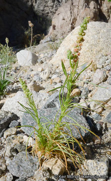 Слика од Oligomeris linifolia (Vahl ex Hornem.) Macbr.