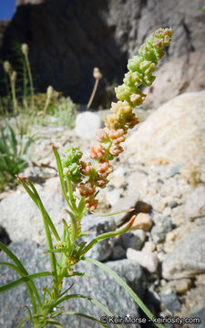 Слика од Oligomeris linifolia (Vahl ex Hornem.) Macbr.