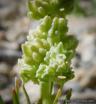 Image of lineleaf whitepuff