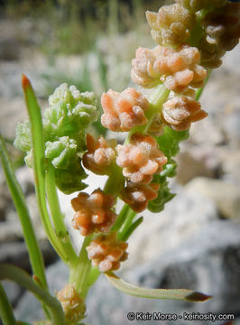 Image of lineleaf whitepuff