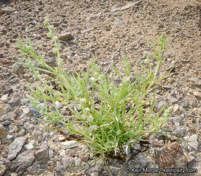 Image of lineleaf whitepuff