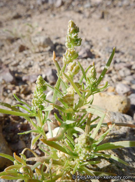 Image of lineleaf whitepuff