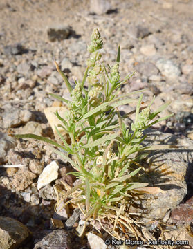 Слика од Oligomeris linifolia (Vahl ex Hornem.) Macbr.