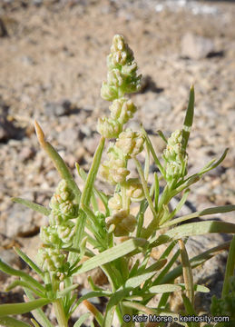 Image of lineleaf whitepuff