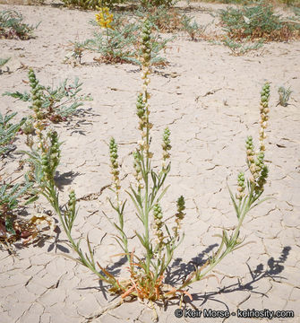 Image of lineleaf whitepuff