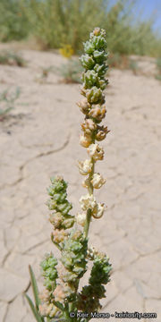 Image of lineleaf whitepuff