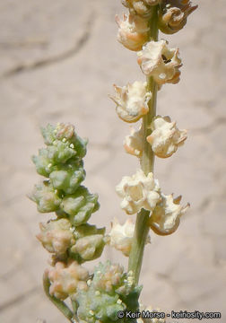 Image of lineleaf whitepuff